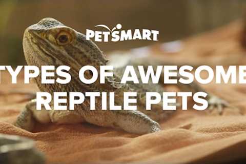 PetSmart’s Types of Awesome Reptile Pets