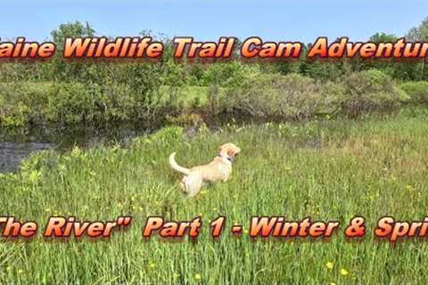 Trail Cam Adventures – “The River” Part 1 ~ MULTIPLE SPECIES!