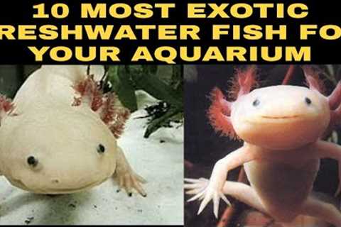 10 MOST EXOTIC FRESHWATER FISH FOR YOUR AQUARIUM