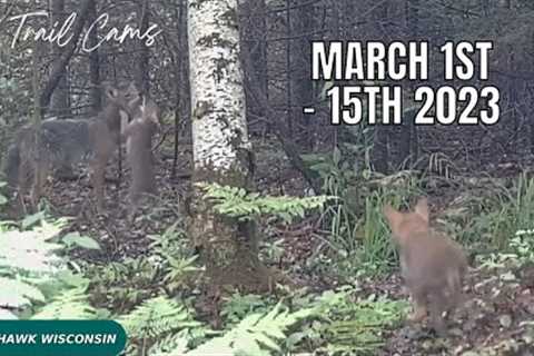 June 1st - 15th 2023 Tomahawk Wisconsin Trail Camera Highlights