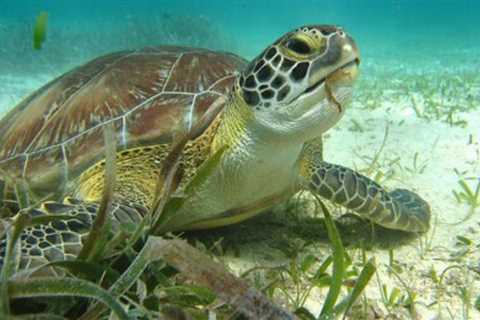 Belize: Top Family Activities to Do
