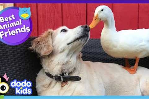 85 Minutes Of Animals Who Are Absolutely Obsessed With Each Other | Animal Videos | Dodo Kids