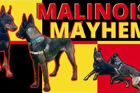 Hyper-Dominant Belgian Malinois wants to Bully his Way through Life, Will We Put a Stop to it?