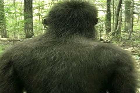 MOST TERRIFYING TRAIL CAM PREDATOR EVER!