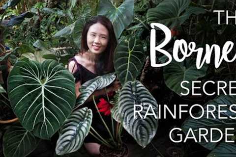 Borneo SECRET RAINFOREST Private Garden + 8 Creative Tropical Garden Design Tips!