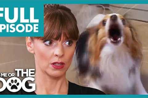 Fearful Papillions in Panic Mode! | Full Episode | It's Me or The Dog