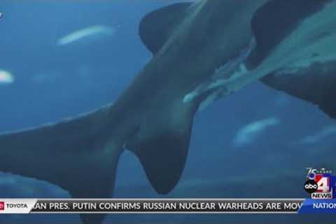 Scuba Diver attacked by shark in Bahamas, amputates leg
