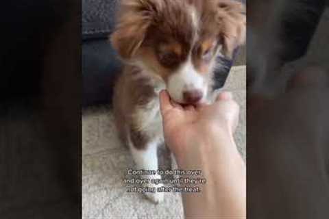How to train your puppy to leave it 🐶 (Dog Training) #shorts #dogtraining