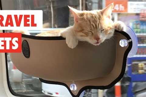Travel Pets | Funny Pet Videos Compilation 2017
