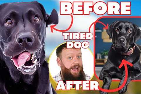 How To Tire Out Your Dog With 3 Easy Steps