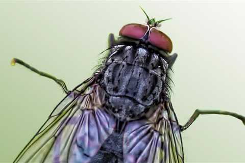 Ten of the most common types of flies in the U.S.
