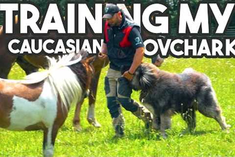 Obedience Training my Caucasian OVCHARKA
