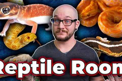 My Secret Reptile Room Tour! Dozens of Baby Reptiles and Rare Species!