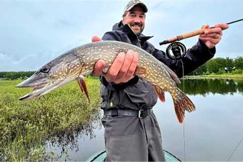 I Had to KILL Every One I Caught - WHAT?! (Fly Fishing)