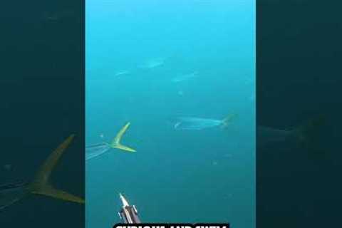 The Fastest Growing Fish In The Ocean CATCH AND COOK