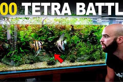 The Battle Of The Angelfish! 4ft 200 Tetra Aquarium