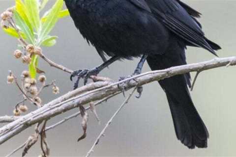 Can fireworks harm or kill birds?