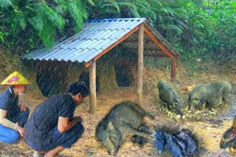 The first herd of pigs was born in the rain. Happy rainy day | Forest life skills DT