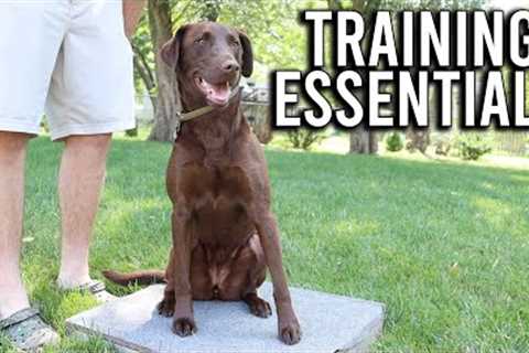 Essential Gear For Hunting Dog Training