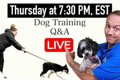 The 9 Dog Training Mistakes You NEED To Avoid!