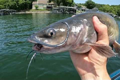 Catfish Fishing | Lake of the Ozarks