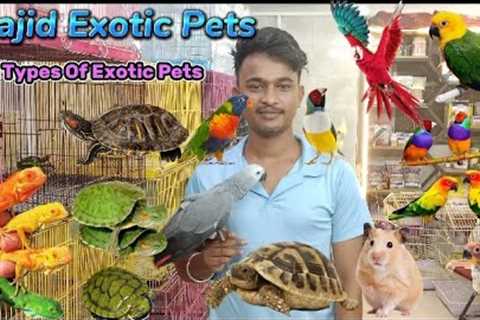 Wajid Exotic Pets| Handtame Birds  Cat, Iguana,Hamster,Turtle Etc | Zubair Sayyed Vlogs