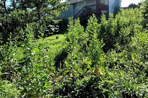 SHOCKING Backyard TRANSFORMATION For ELDERLY Woman Who Couldn't Find Anyone To Mow Her LAWN