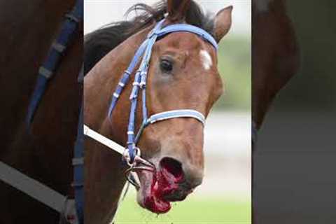 Horse racing is abuse and it absolutely needs to stop. #stophorseabuse#horses #horseracing #savethem