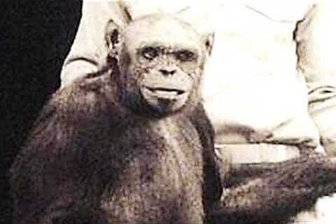 Scientists Have Just Announced That A Chimpanzee Has Just Been Observed Doing Something Chilling