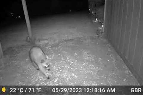 🦝 Brian's Trail Camera 🦊 Ongoing Compilation 🐰 Updated June 24th 2023 🐿️