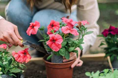 Are Petunias Perennials?