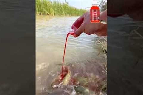 The Power of Fish Attractants: Concentrated Red Worm Liquid #fishing #fishingvideo #fishingshorts
