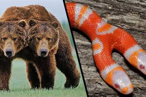 STRANGEST Two-Headed Animals