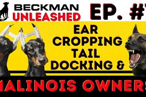 Ear Cropping, Tail Docking &amp; Joel Goes Scorched Earth on Malinois Owners for Hating on his..