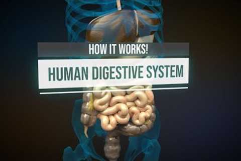 Human digestive system - How it works! (Animation)