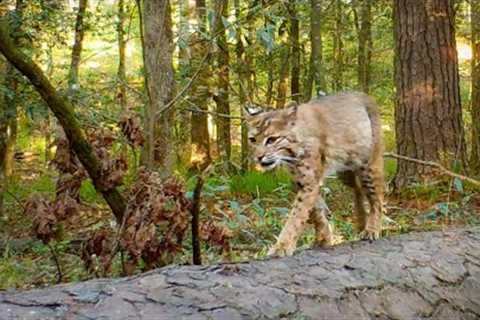 I Waited 3 MONTHS to get this Trail Camera Video!
