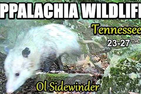 Appalachia Wildlife Video 23-27 from Trail Cameras in the Foothills of the Great Smoky Mountains