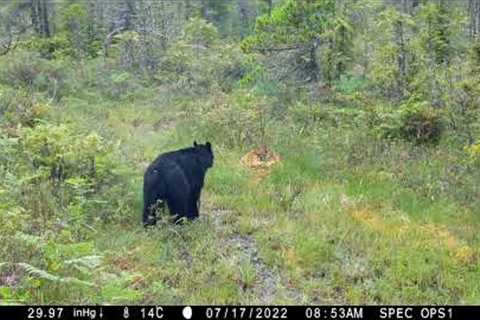 Amazing animals on Vancouver Island | Trail camera videos