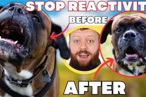 How To Fix Reactive Dog In 3 Simple Steps