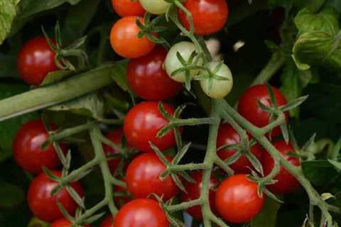 Beyond Big Boy: New Tomato Plants