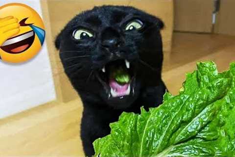 Best cat and kitten videos for a good mood! 😻Funniest Animals 2023😂