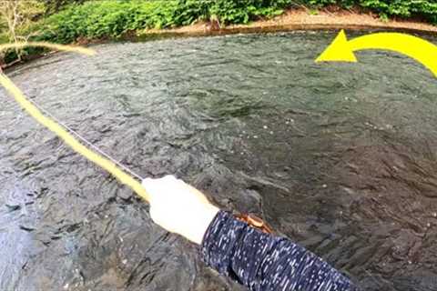 GIANT Brown Trout Fooled On DRY FLY! | Delaware River Fly Fishing