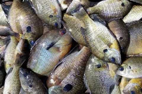3 day Bluegill Fishing trip to Smith Mountain Lake mini-VLOG