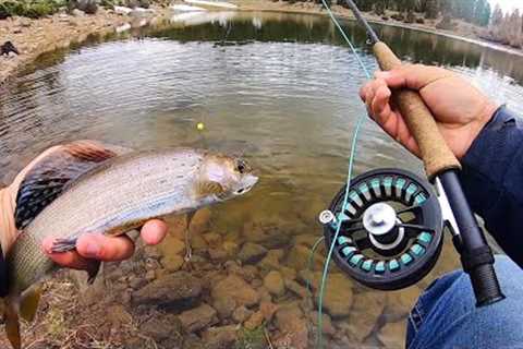 EPIC Day of ARCTIC GRAYLING Fishing!! (Fly Fishing Catch &amp; Cook)