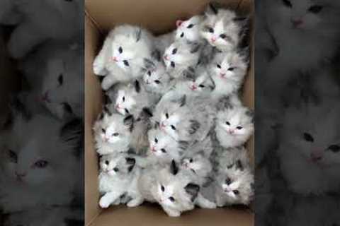 cute cats #cute #kitten #funny #cat #shorts