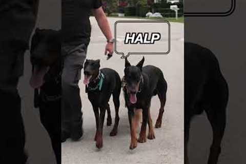 This Is Why Balanced Training Is the BEST Form of Dog Training