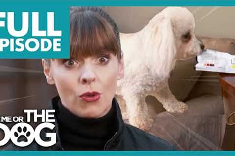 Out-of-Control Bichon Frise on the Verge of Eviction! | Full Episode | It's Me or The Dog