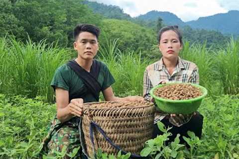 Harvest peanuts with your wife and children, boil them and bring them to the market to sell