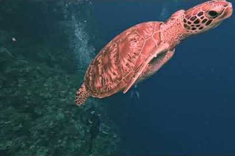 Scuba Diving in Palau 2023