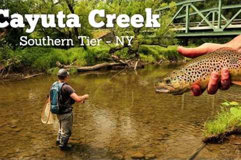 Fish Rising Everywhere! Dry Fly Fishing - Cayuta Creek, NY